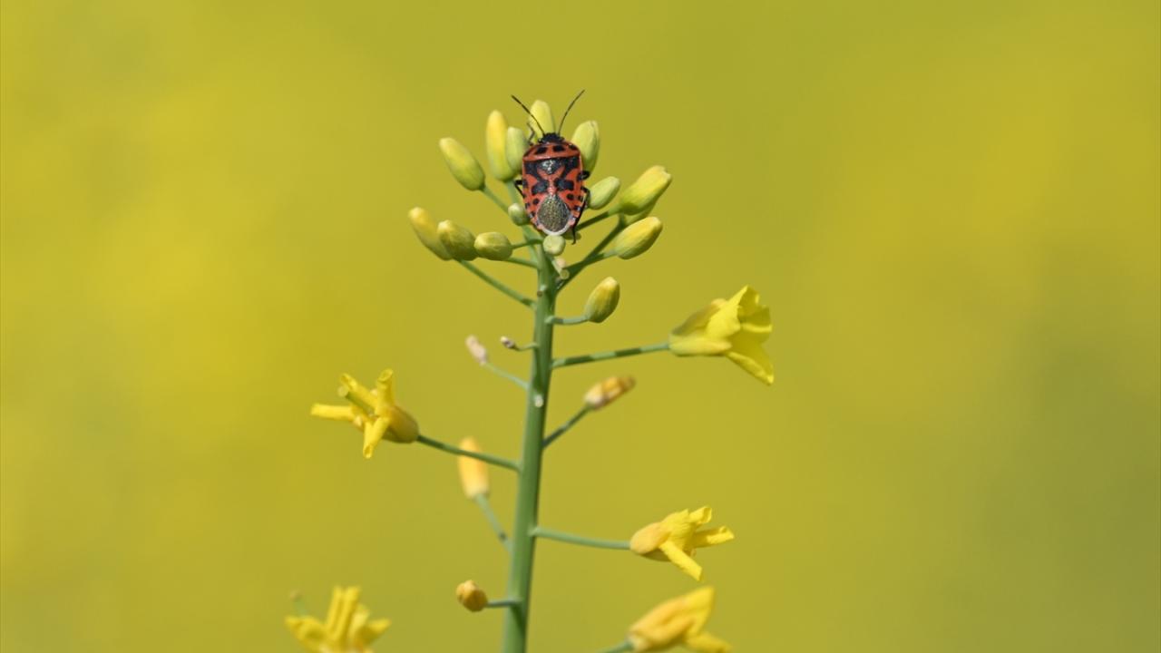"Buğday ve ayçiçeğinde de yaşadık"