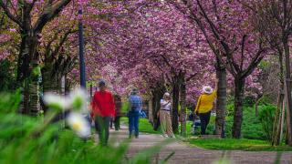 Başkentte sakura zamanı