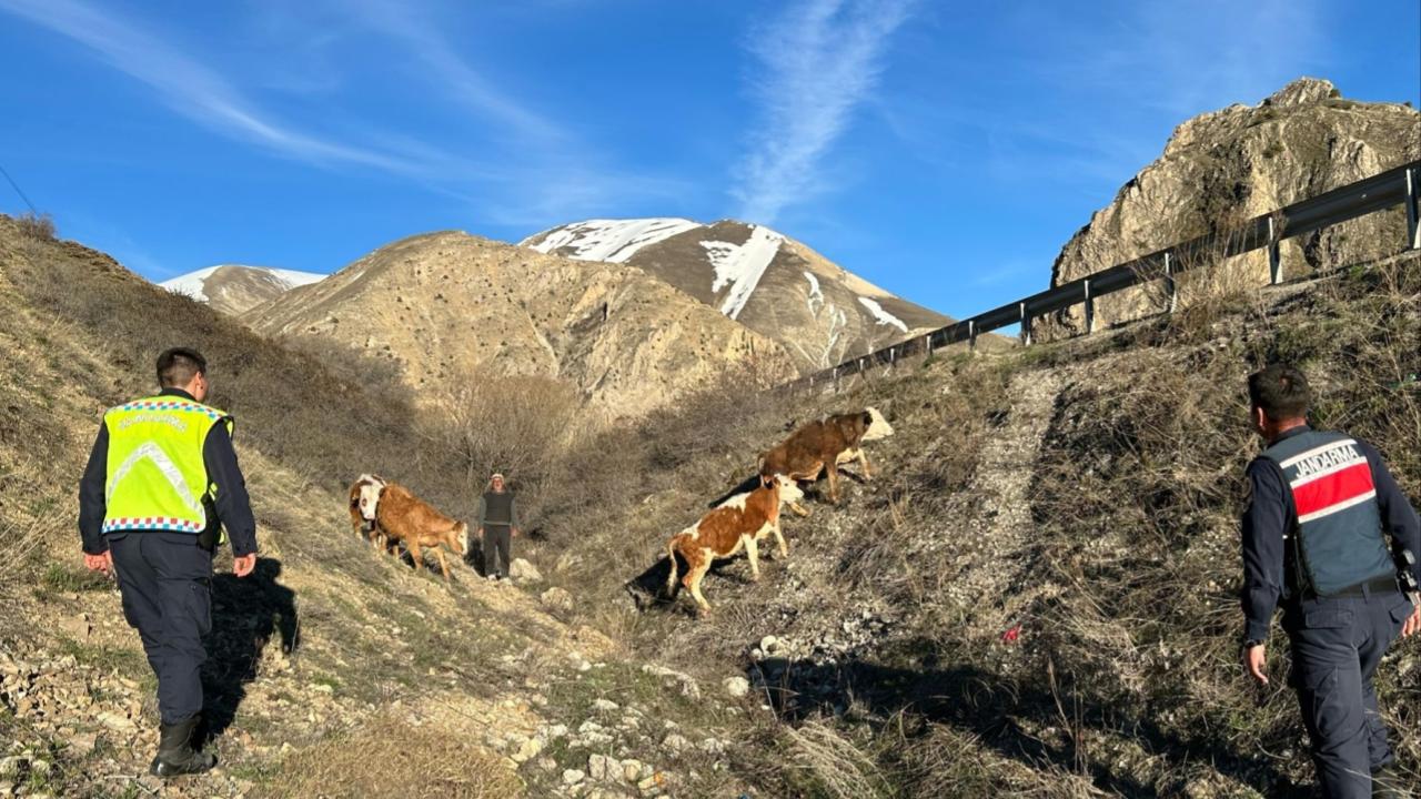 Bayburt'ta kaybolan 4 büyükbaş hayvan bulundu