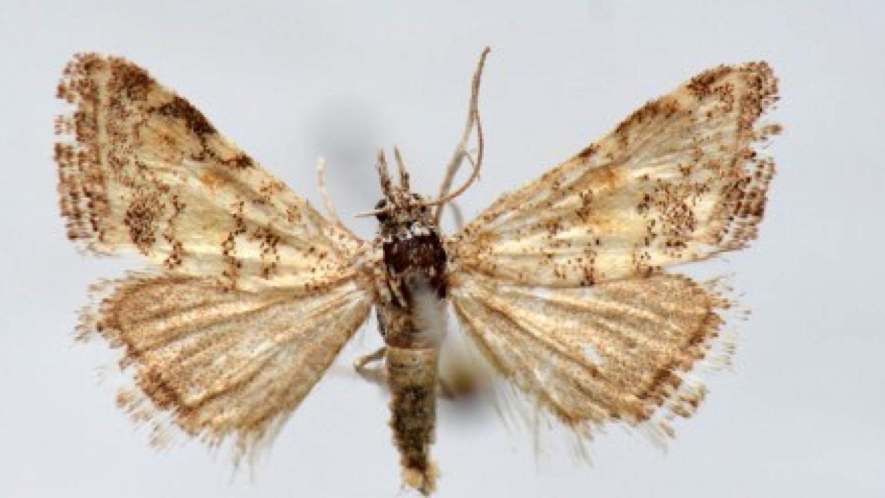 Elazığ'da 2 yeni güve türü tespit edildi