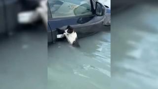 Dubai'de bir kedi selden kaçmak için arabanın kapısına tutundu