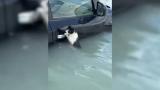 Dubai'de bir kedi selden kaçmak için arabanın kapısına tutundu