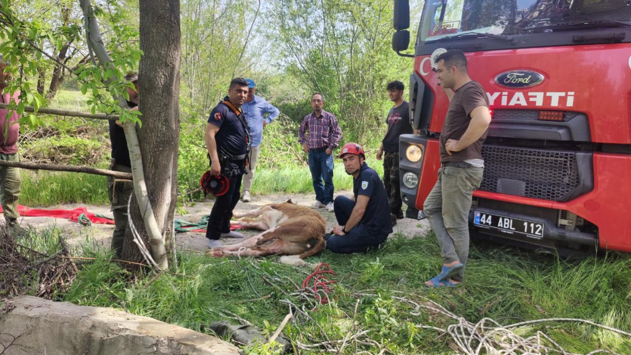 Malatya'da su kuyusuna düşen danayı itfaiye kurtardı