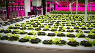 AVM otoparkında marul üretiyorlar