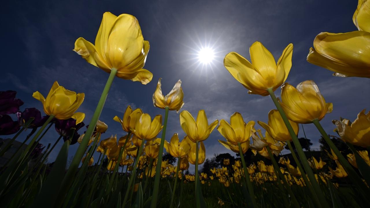 Trabzon bahar renklerine büründü