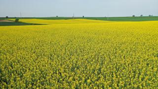 Trakya'da ekilen kanola yüksek sıcaklık nedeniyle erken çiçek açtı