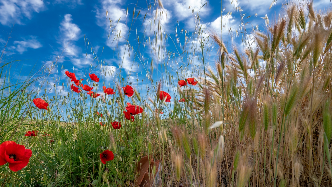 Haber-Fotoğraf: Ali Çilesizoğlu