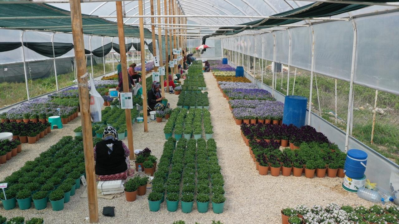 "Burada tohum üretiyoruz, Japonya`da çiçek açıyor"