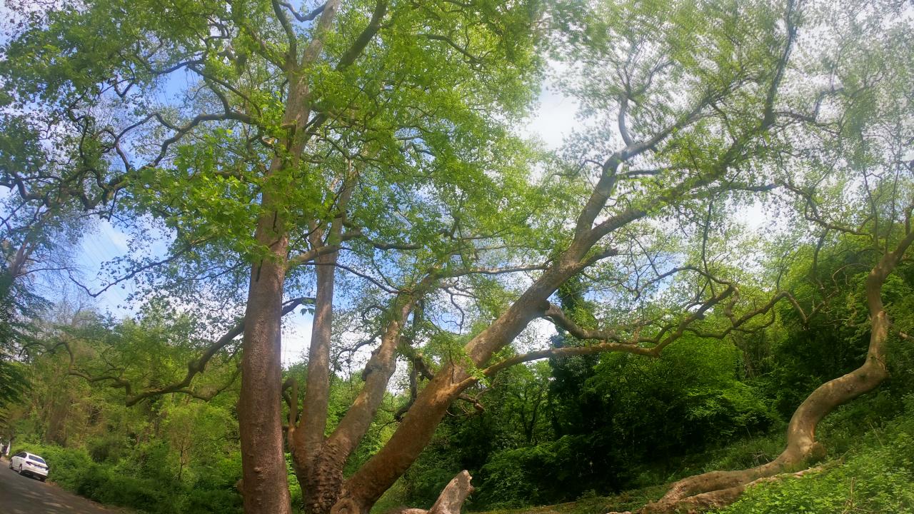 Sarıyer Bahçeköy (Çınar) 