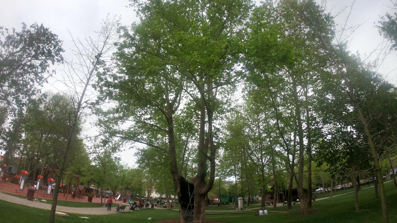 Beykoz Sultaniye Parkı (Çınar) 
