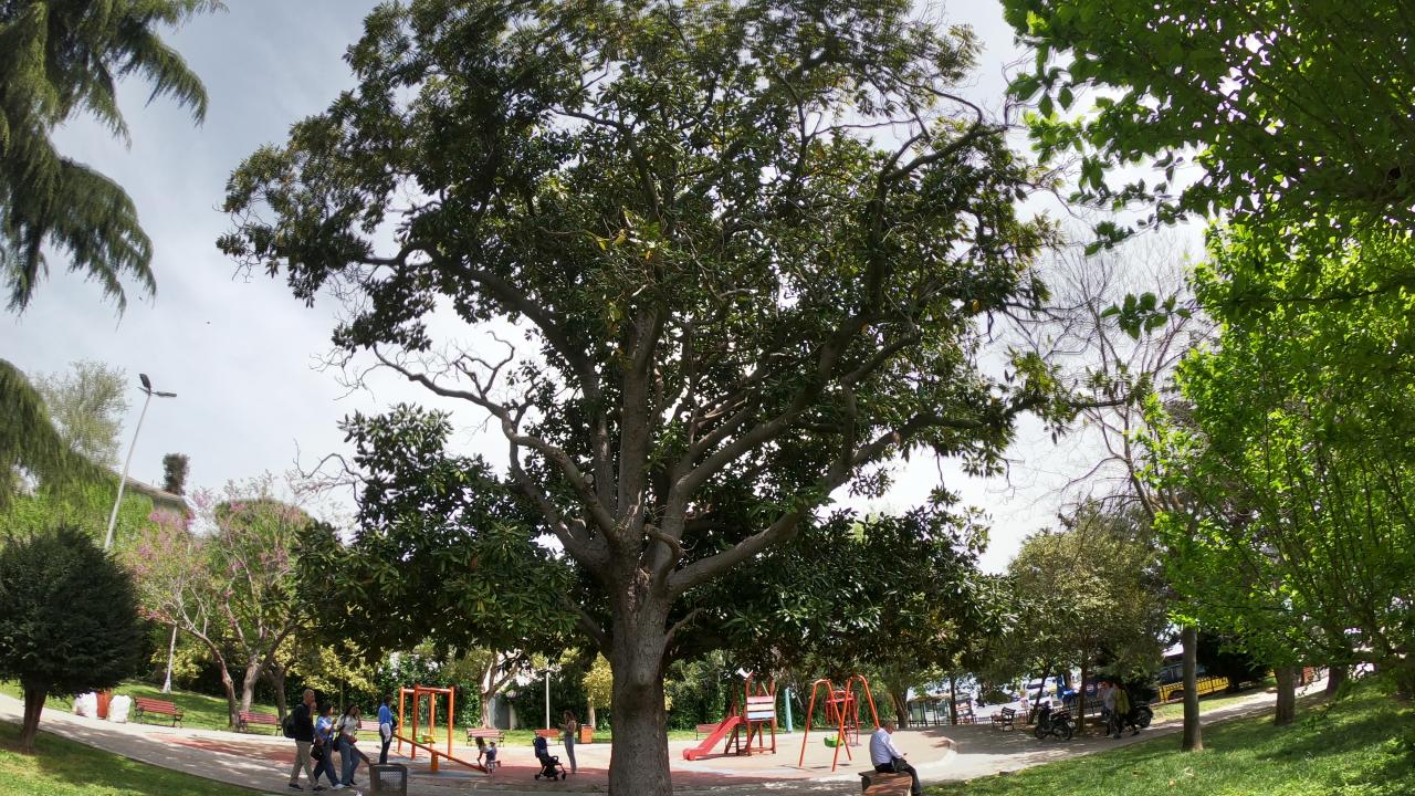 Sarıyer Emirgan Korusu (Ihlamur)