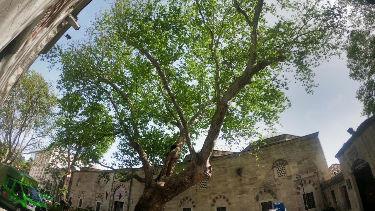 Beyazıt Meydanı (Çınar ve at kestanesi)