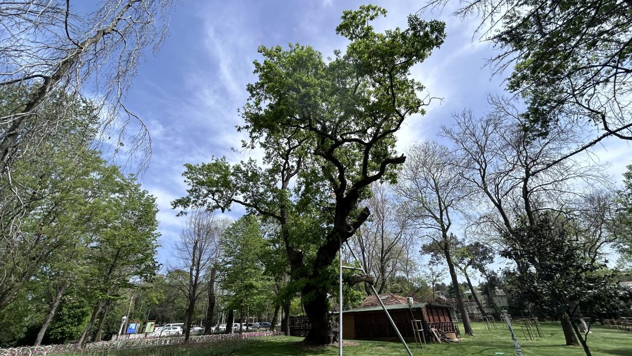 Kanlıca Hidiv Kasrı (Meşe)