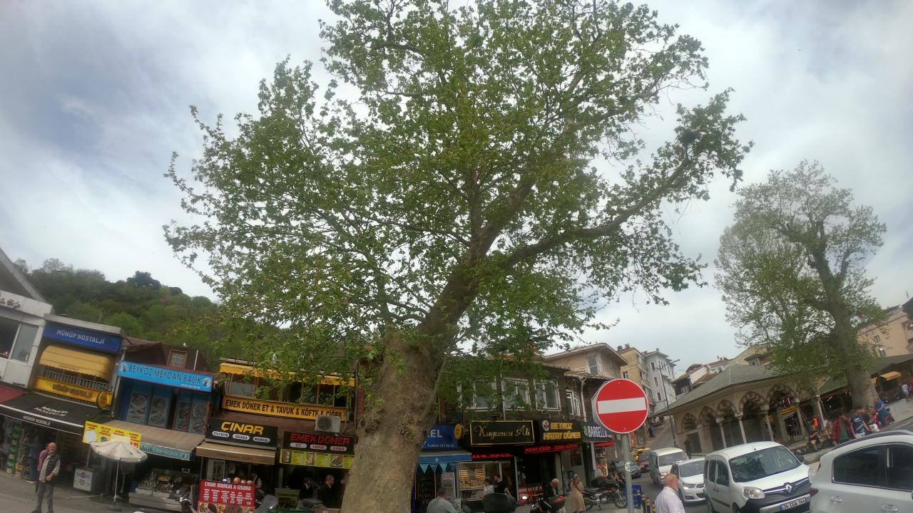 Beykoz On Çeşme (Çınar)