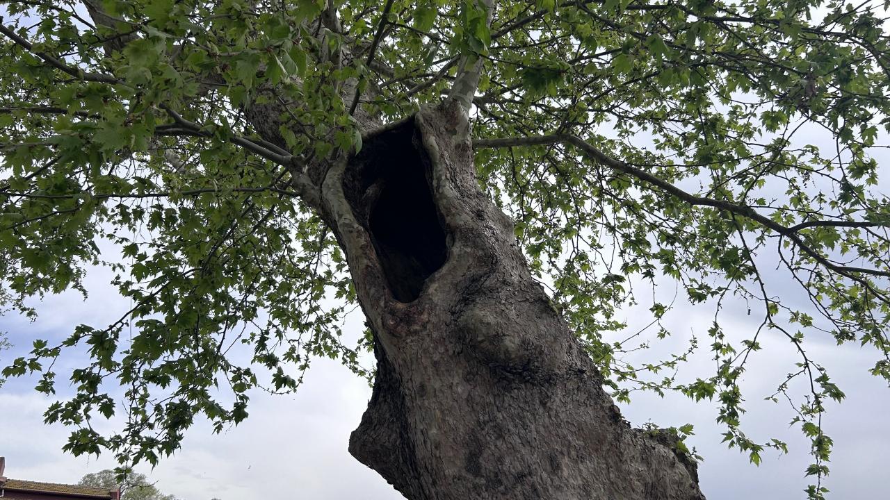 Beykoz Orta Çeşme (Çınar)