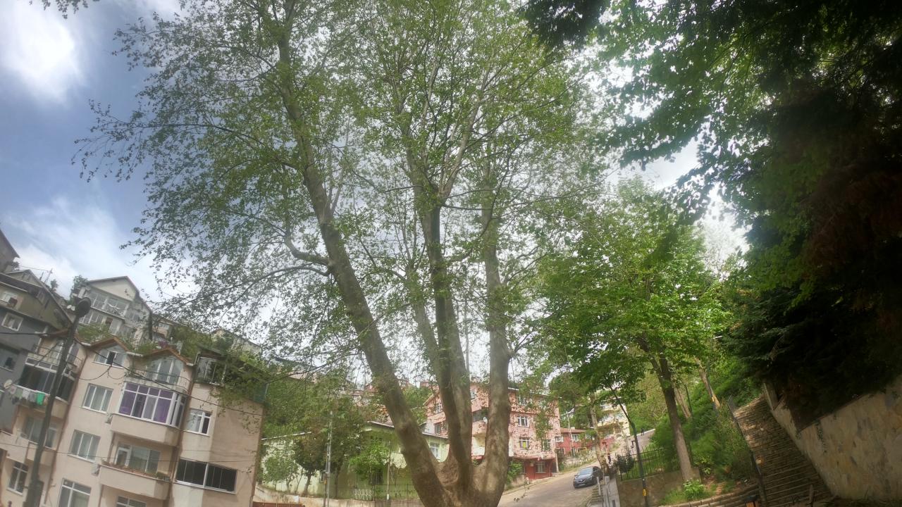 Beykoz Orta Çeşme (Çınar)