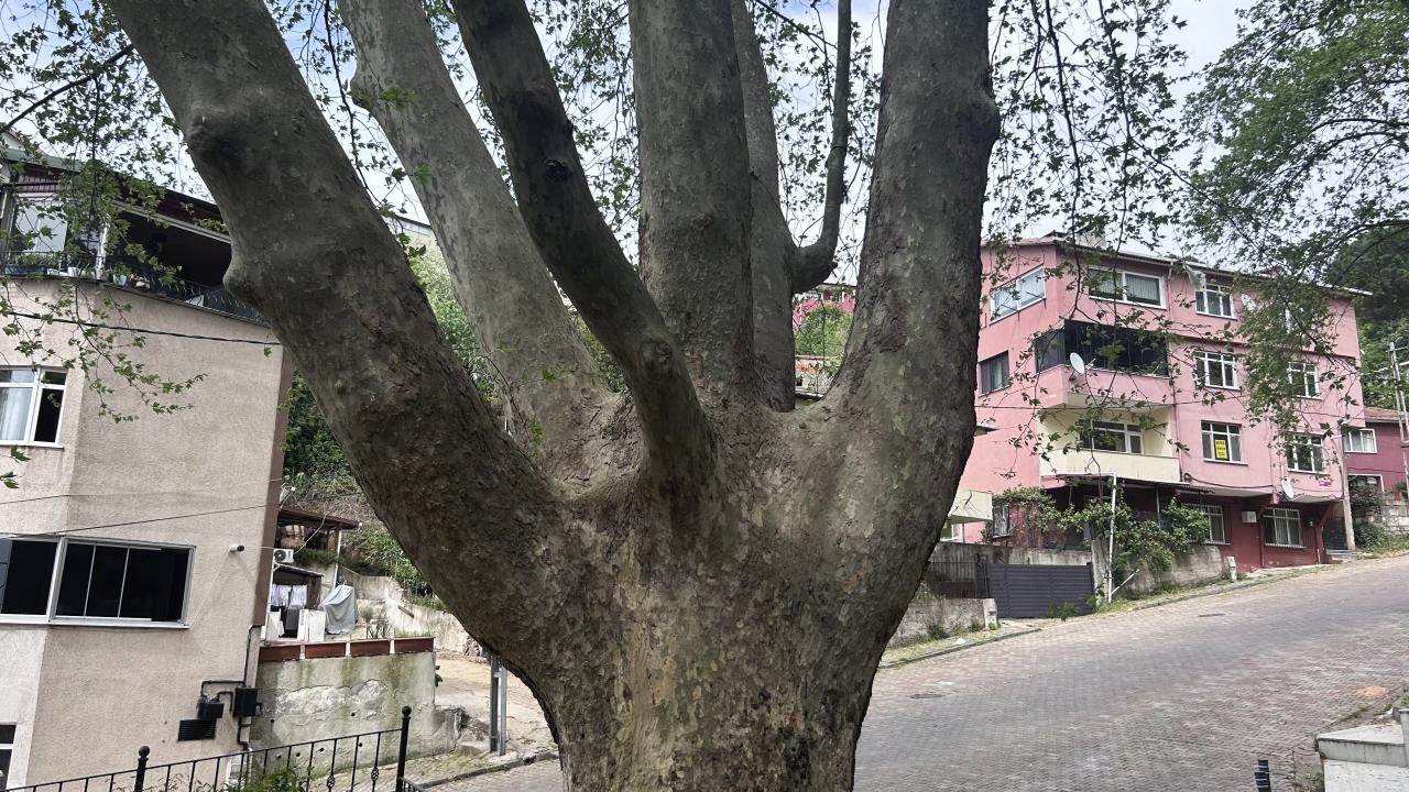 Beykoz Orta Çeşme (Çınar)