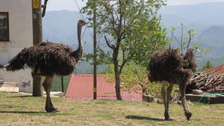 Ordu'da devekuşu firarda