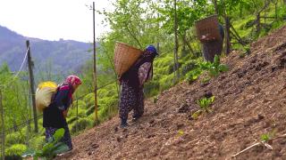 Karadeniz'de toprak taşıma zamanı