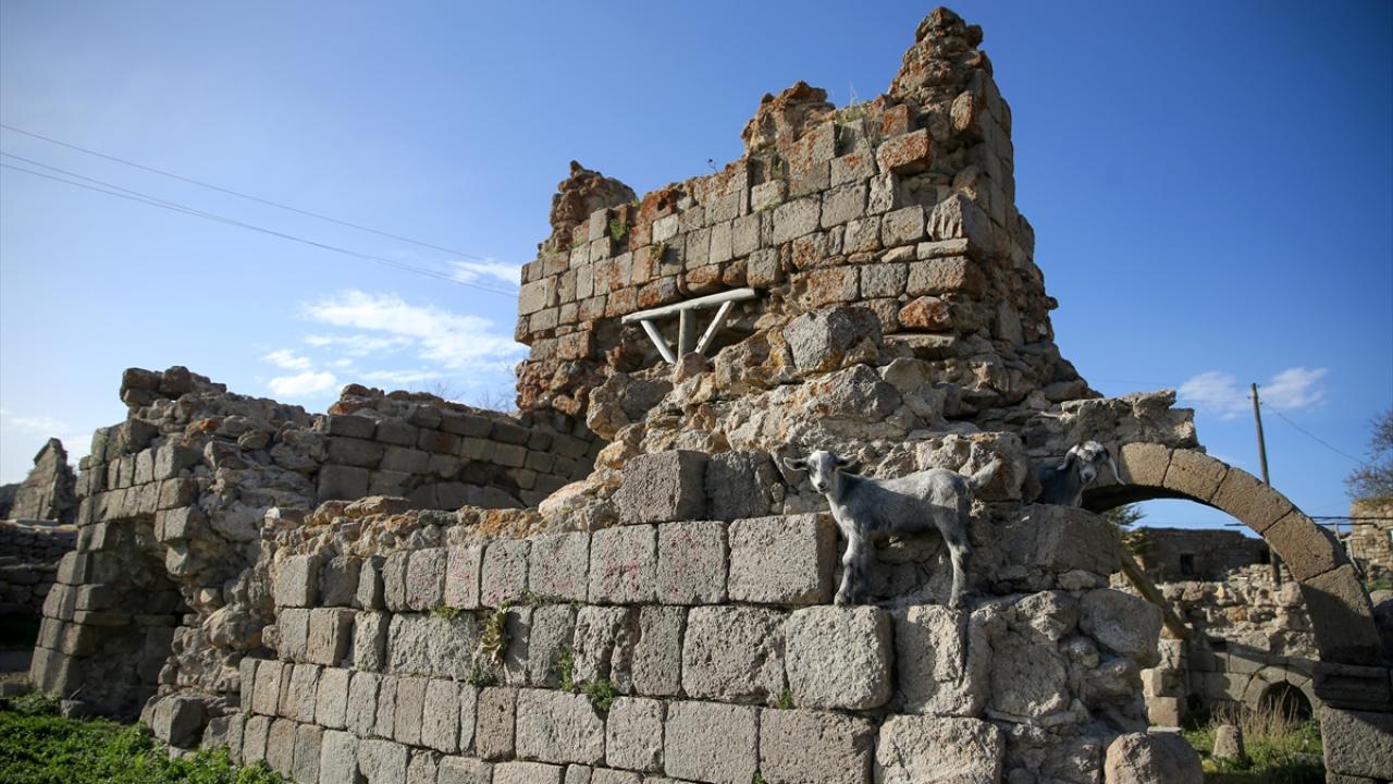 Keşiş hücreleri bulundu