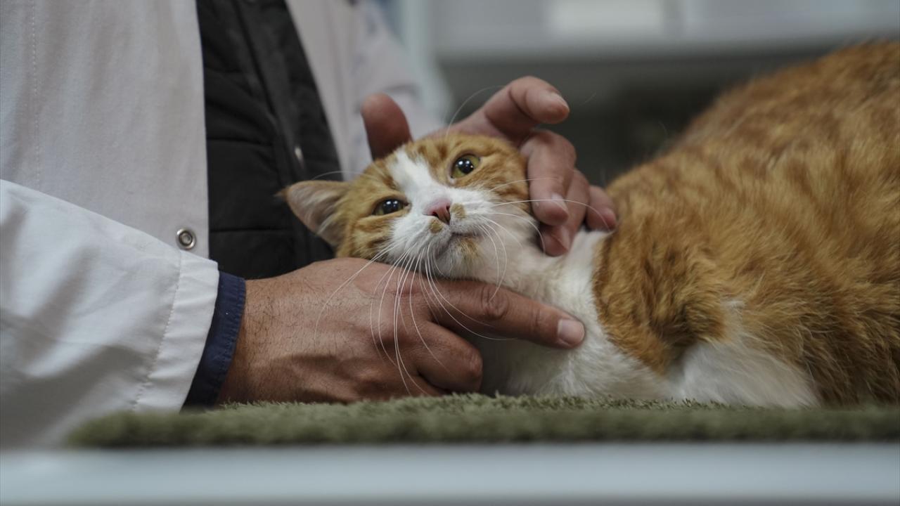 "Bunu sadist ruhlu bir varlığın yaptığından neredeyse eminiz"