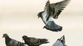 Güvercin tutkusu sınır tanımıyor