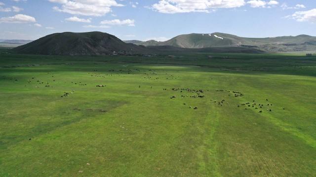 Tarım ve Orman Bakanlığı, Kars'taki mera kullanımına ilişkin iddiaları yalanladı