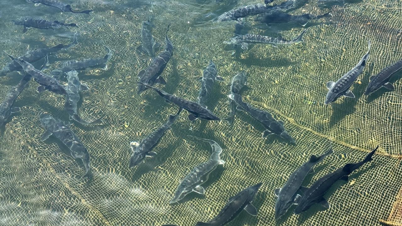 "Dünyanın farklı pazarlarında en fazla tercih edilen Türk balığıdır"