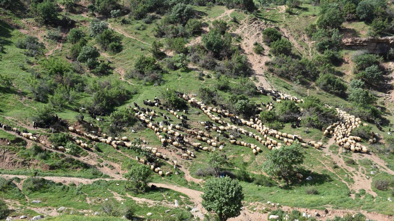 Hayvanlar kışlaklardan çıktı