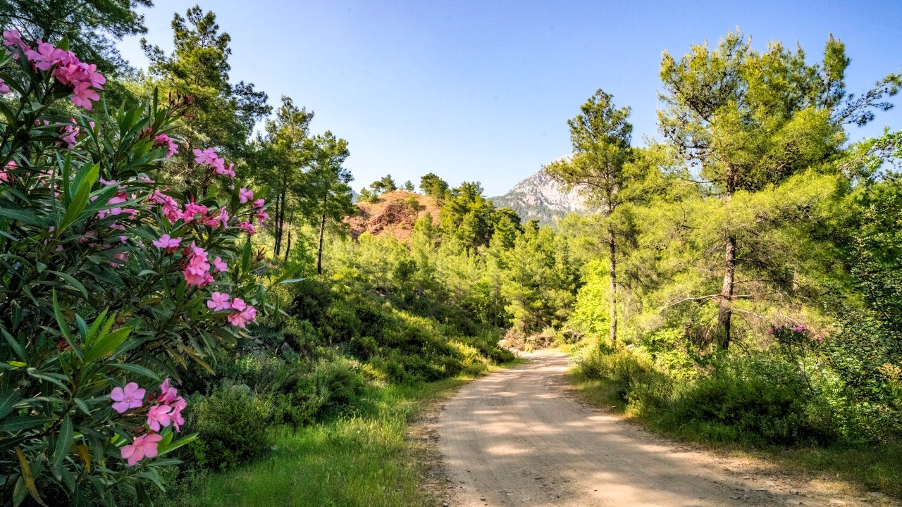 Fotoğraf: Ali Çilesizoğlu