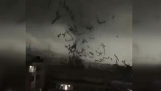 Çin'de hortum ortalığı savaş alanına çevirdi