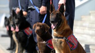 Özel eğitimli dedektör köpekler operasyonlarda jandarmaya güç katıyor