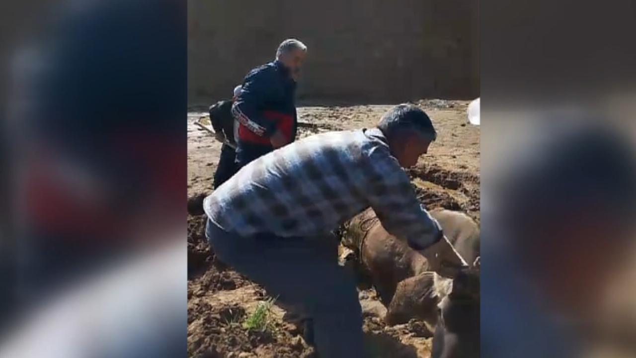 Hakkari'de bataklığa saplanan ineği itfaiye ekipleri kurtardı