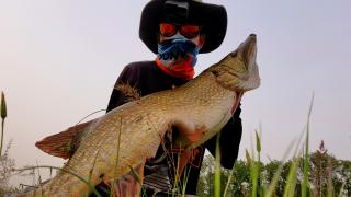 Kırklareli'nde 1 metre uzunluğunda turna balığı tuttu