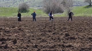 Van'daki yağışlar yem bitkisi üreticilerini ve besicileri sevindirdi