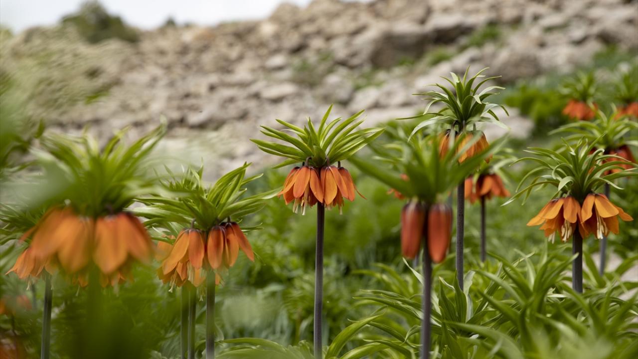 Baharda açan ters laleler Tunceli'nin Mercan Dağları'na güzellik kattı