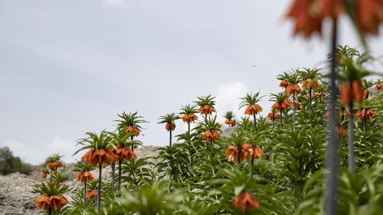 Baharda açan ters laleler Tunceli'nin Mercan Dağları'na güzellik kattı