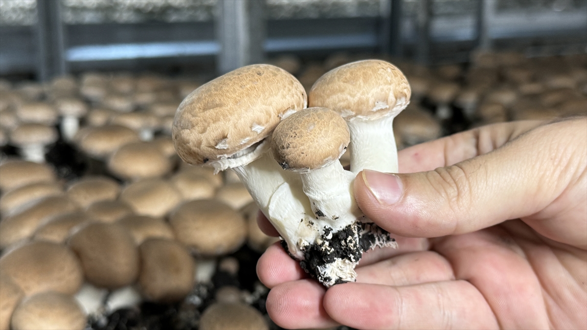 "Günlük 2, yıllık 700 ton civarında mantar üretiyoruz"