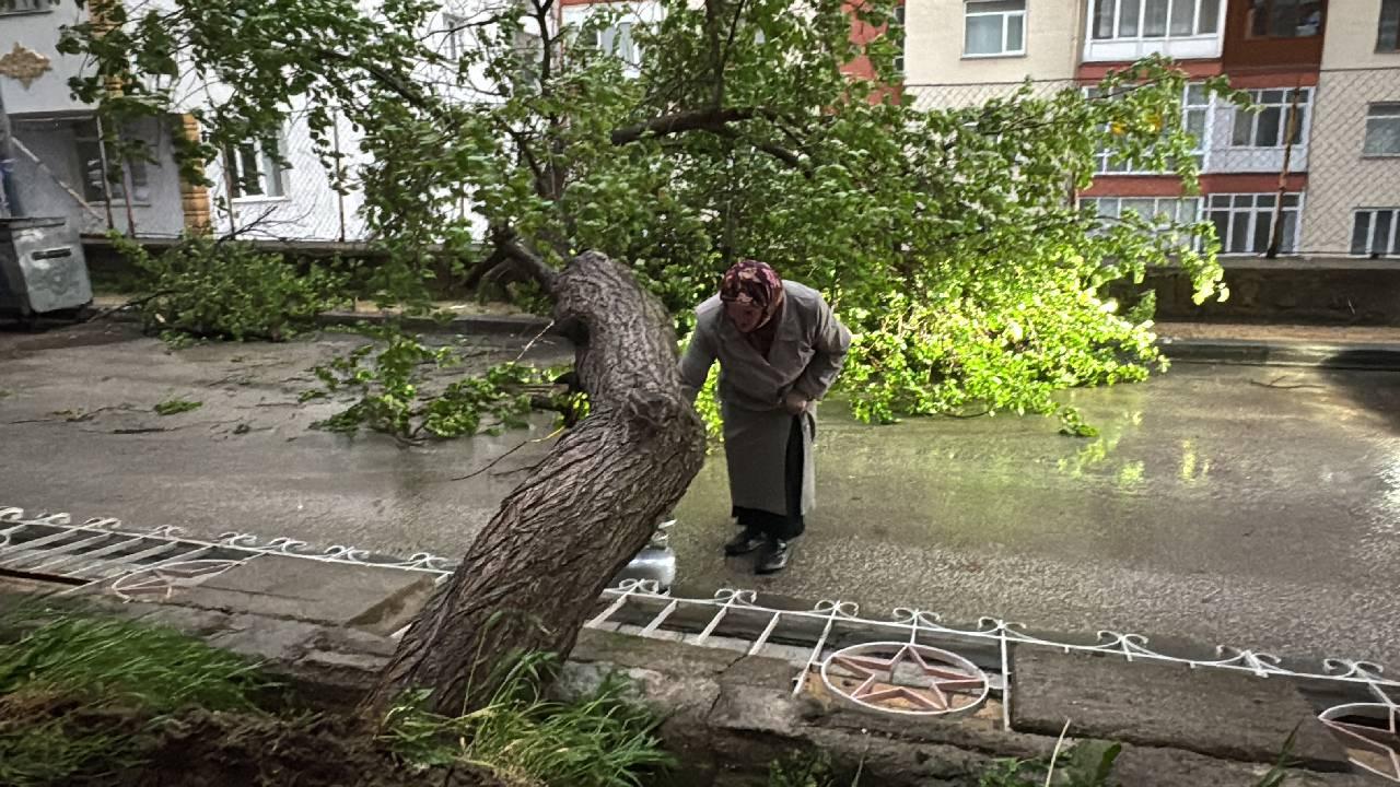 Yozgat'ta şiddetli rüzgar kayısı ağacını devirdi