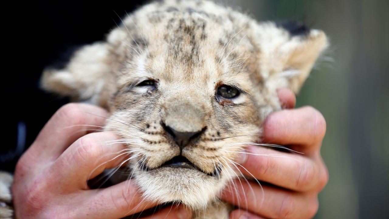 Biberonla beslenmeleri merak uyandırıyor