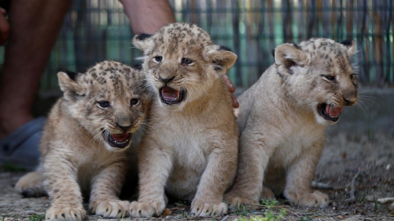 "Yaşam parkımızın maskotu oldular"