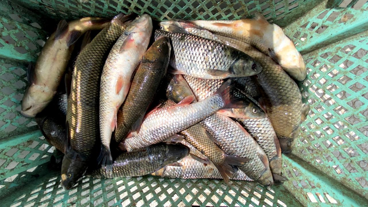 "Günlük ortalama 20-25 kilogram avlıyoruz"