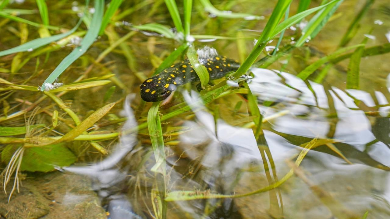 "Gece yürürken üzerine basmamak için yere ışık tutuyorlarmış"