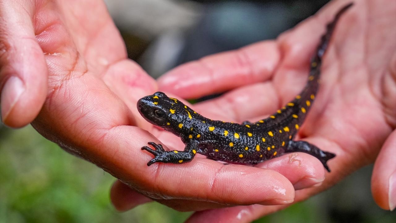 "Yollarda geziyorlar"