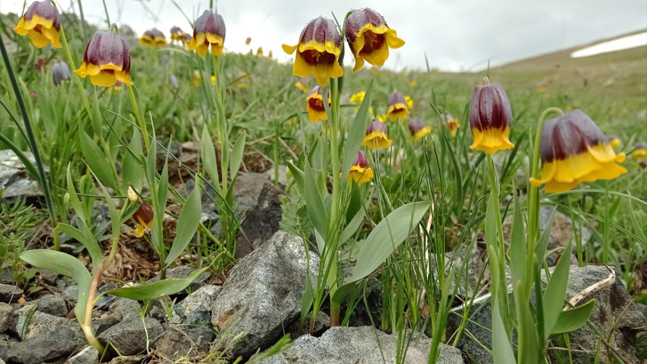 "Çok estetik ve asil bir çiçek"