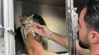 Kulağında tümör olan sokak kedisi, yardım için veterinere gitti