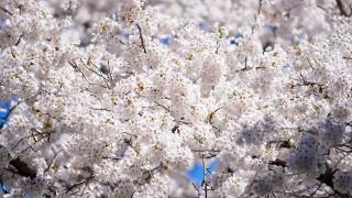 Toronto'da çiçek açan kiraz ağaçlarına ziyaretçi ilgisi