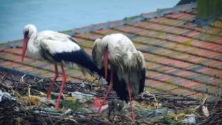 Yaren leylek ile eşi Nazlı'nın yavrularını yağmurdan koruduğu anlar kamerada