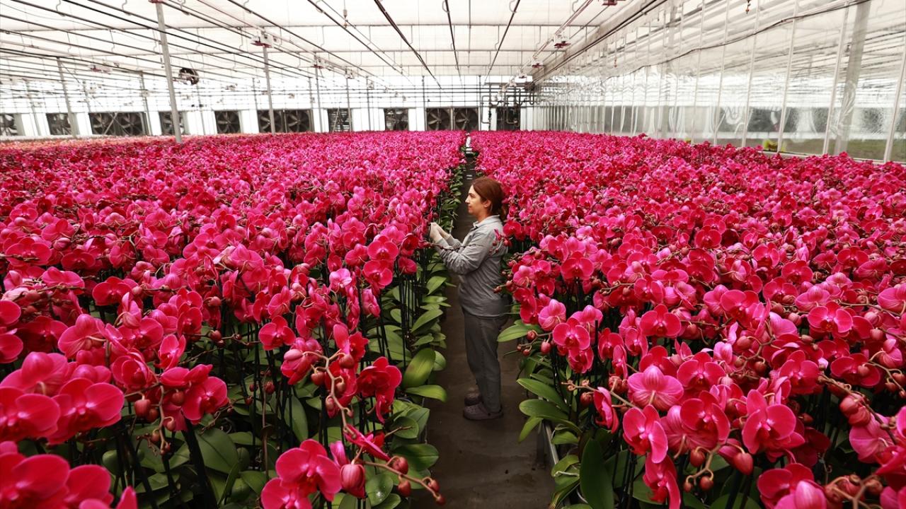 Orkideler de Anneler Günü için hazır