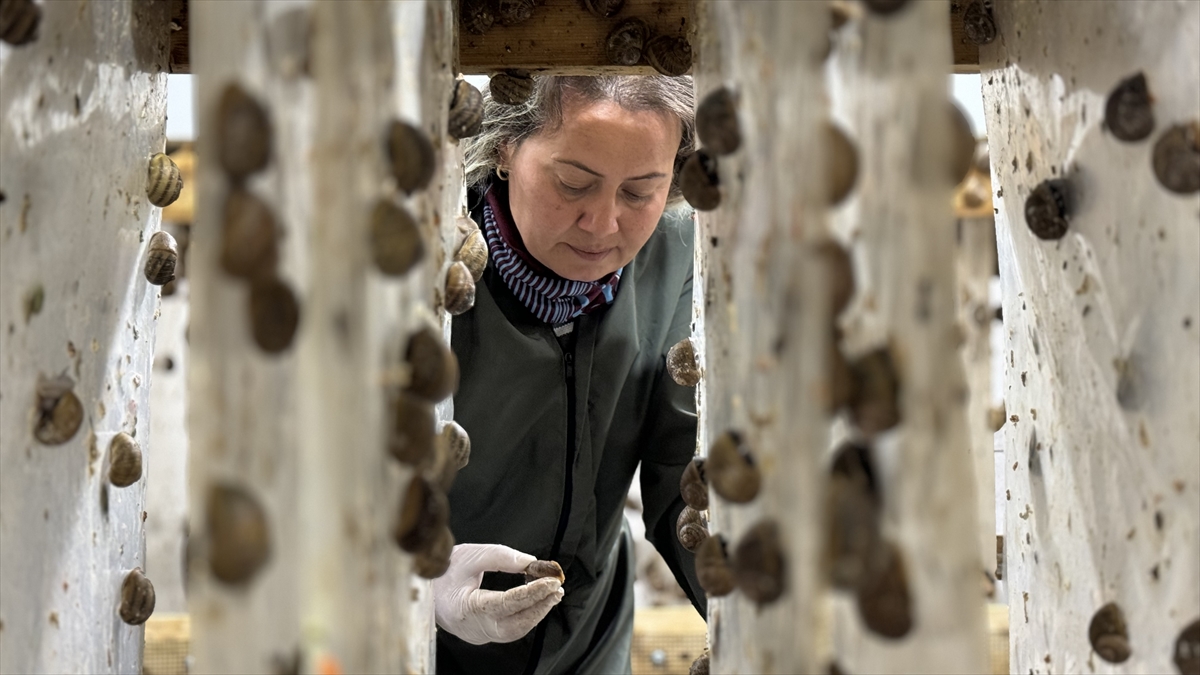 "Dünyada en çok tercih edilen salyangoz türü `helix aspersa maxima`yı tercih ettik"